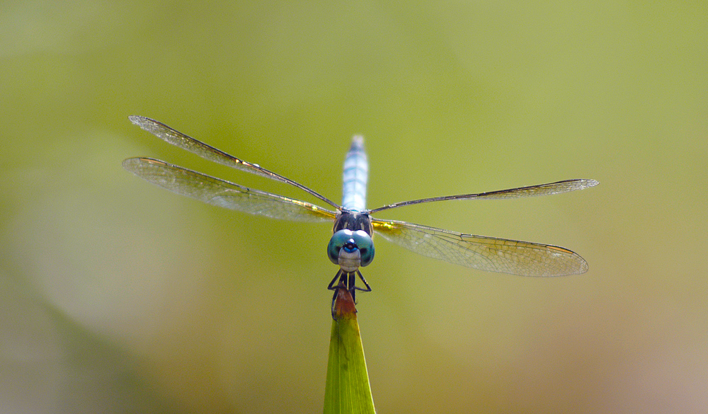 dragonfly1